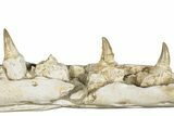 Mosasaur (Eremiasaurus?) Jaw with Three Teeth - Morocco #259671-1